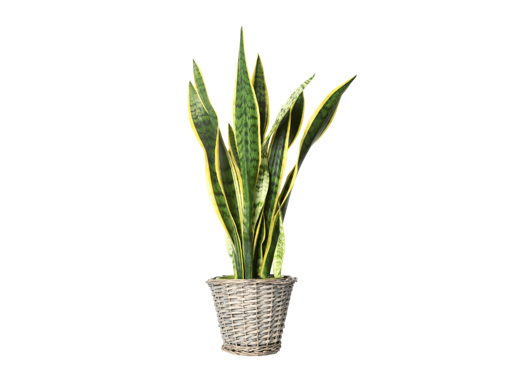 Sansevieria